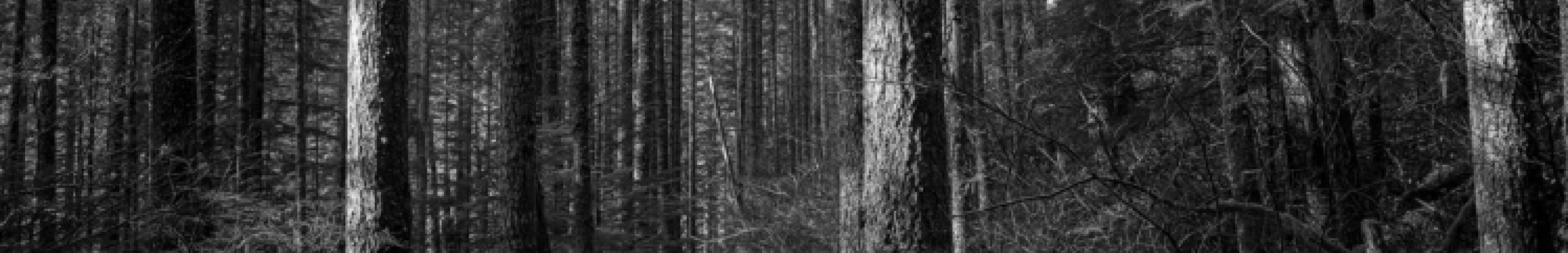 Black and white image of thin trees with sun shining through.
