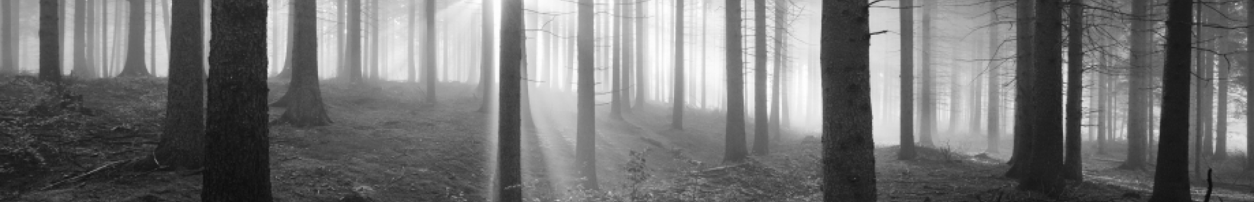 Black and white image of thin trees with sun shining through behind them.